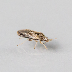 Holcocranum saturejae