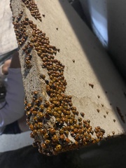 Coccinella algerica