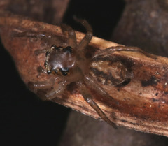 Prostheclina pallida
