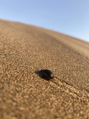Chrysolina lucidicollis