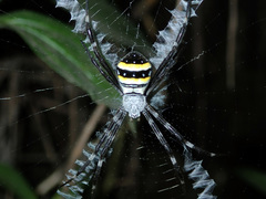 Argiope caledonia