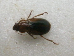 Boeomimetes atratus