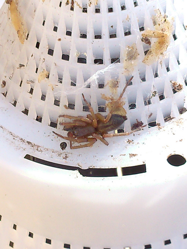 Bark Sac Spider, Cuneo, Piemonte, IT, photo 4 of 10