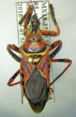 Apiomerus pictipes