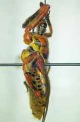 Apiomerus pictipes