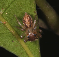 Prostheclina pallida