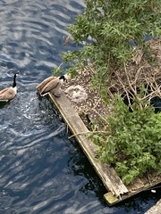 Branta canadensis