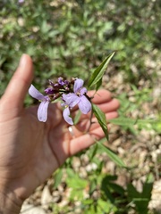Cardamine bulbifera