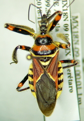 Apiomerus pictipes