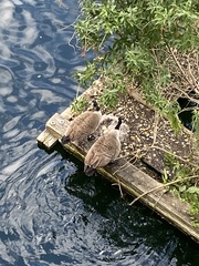 Branta canadensis
