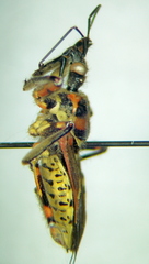Apiomerus pictipes