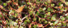 Lycaena salustius