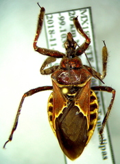 Apiomerus spissipes