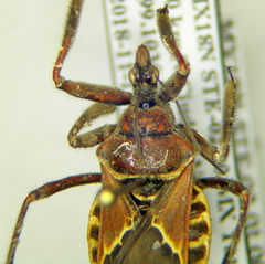 Apiomerus spissipes