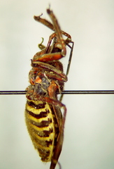 Apiomerus spissipes