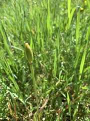 Tulipa sylvestris