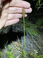 Genoplesium psammophilum
