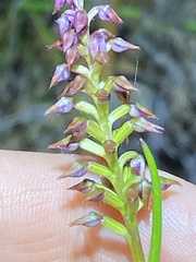 Genoplesium psammophilum