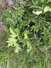 Angelica archangelica litoralis