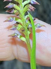 Genoplesium psammophilum