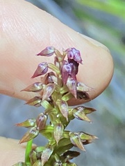 Genoplesium psammophilum