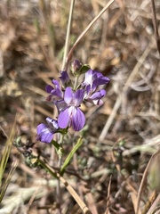 Collinsia concolor