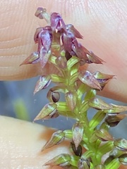 Genoplesium psammophilum