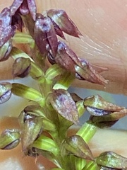 Genoplesium psammophilum