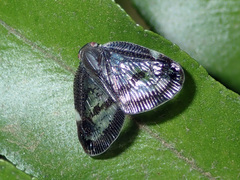 Scolypopa