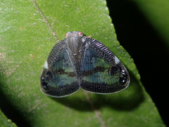 Scolypopa