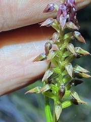 Genoplesium psammophilum