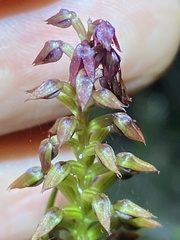 Genoplesium psammophilum