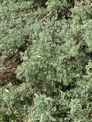 Artemisia abrotanum