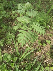 Sorbus aucuparia