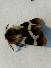 Watsonarctia deserta