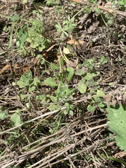 Origanum majorana