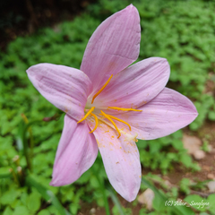 Zephyranthes carinata