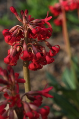 Primula maximowiczii