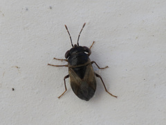 Geocoris pallidipennis
