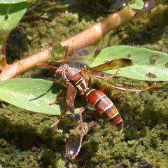 Polistes fastidiosus