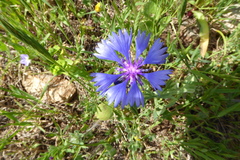 Centaurea cyanoides