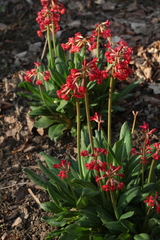 Primula maximowiczii