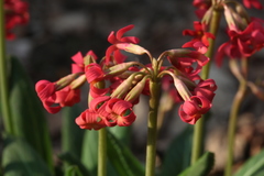 Primula maximowiczii