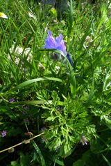 Echium judaeum