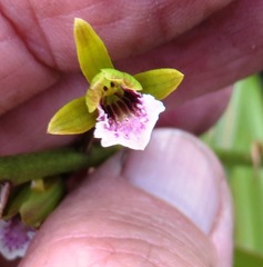 Eulophia tristis