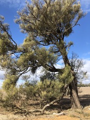 Allocasuarina luehmannii