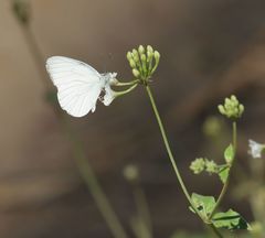 Dixeia doxo parva
