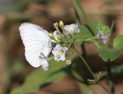 Dixeia doxo parva
