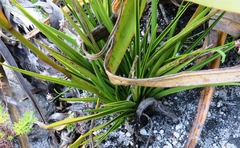 Eulophia tristis