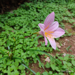 Zephyranthes carinata